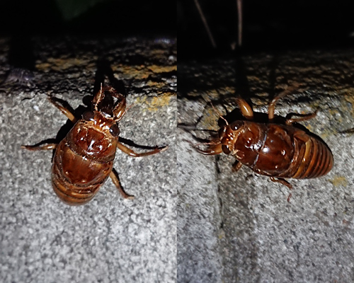 Cicada_03_1.jpg