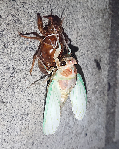 Cicada_08.jpg