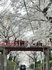 sakurazaka2025.jpg