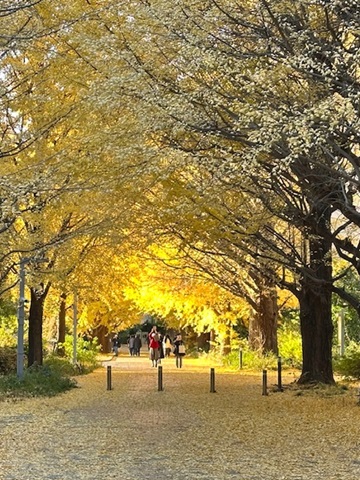 ginkgotree.jpg